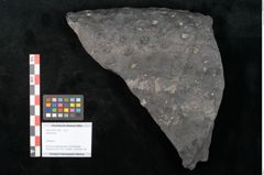 Foto (Objekt + Etikett) von Stigmaria sp.  (NHMW-GEO-2024-0188-11249)